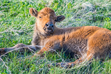 Red Dogs in the field of Custer State Park, South Dakota