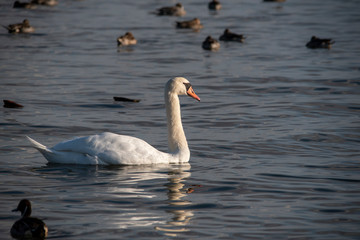 Swan  bird