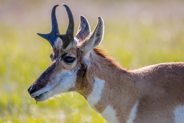 Pronghorn in the field of Custer State Park, South Dakota