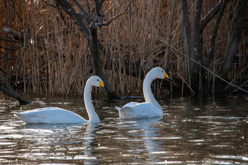 Swan  bird