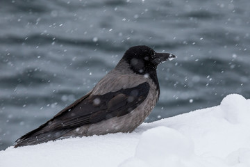 Krähe im Winter