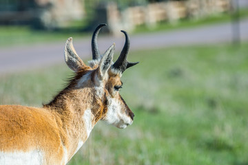 Pronghorn in the field of Custer State Park, South Dakota