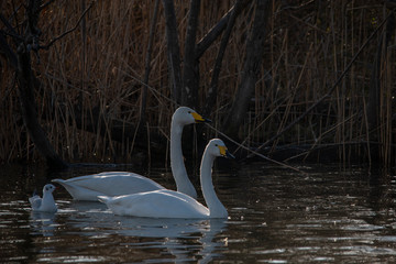 Swan  bird