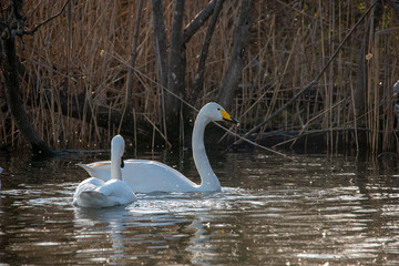 Swan  bird