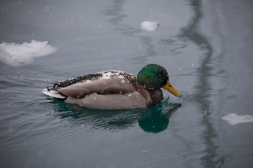 Ente im Schneegestöber - Winter