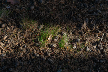 A ray of sunshine in the forest sets on the ground.