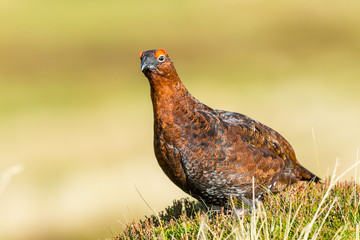 Red Grouse male in natural grouse moor habitat.  Facing left. Close up.  Clean background.  Horizontal. Space for copy