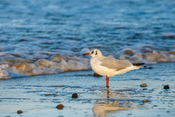 seagull standing on the sea shore during sunset