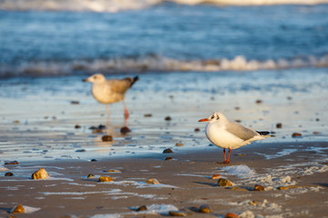 seagull standing on the sea shore during sunset