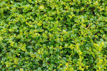 Green leaf shrub background texture