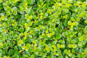 Green leaf shrub background texture