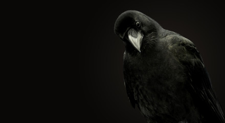 Portrait of a raven on a black background. - obrazy, fototapety, plakaty