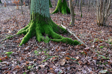 old tree with green moss on the bark