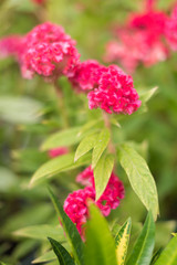 Red Flowers in the garden