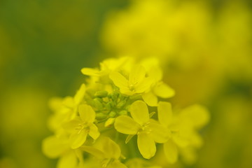 Obraz premium 菜の花