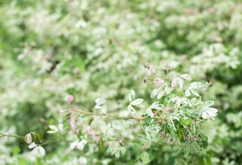 Green leaf shrub background texture