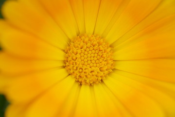 太陽のようなカワイイ花