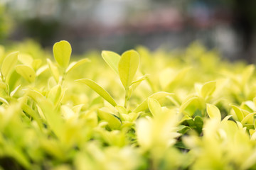 Green leaf shrub background texture