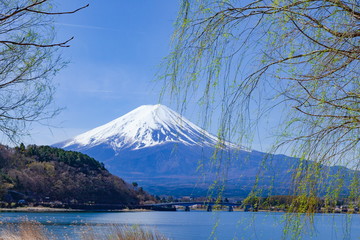 富士山と新緑の柳の木、山梨県富士河口湖町河口湖にて