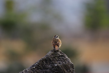 カワイイ鳥