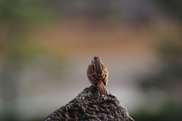 カワイイ鳥