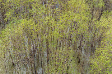 Top view on green flooded park in spring. Natural background with texture effect.
