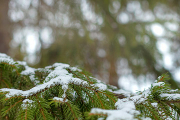 Closeup of snowy pine branches on a blurry background with copy space