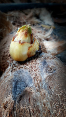 The coconut shoots sprout from the coconut shell.