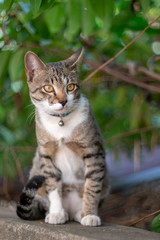 Naklejka na ściany i meble Portrait of striped cat looking something, close up Thai cat
