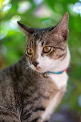 Portrait of striped cat looking something, close up Thai cat