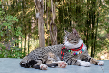 Portrait of striped cat at balcony, close up Thai cat 