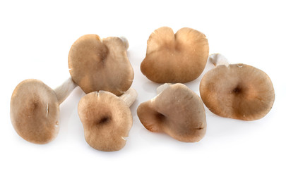 pleurotus in studio