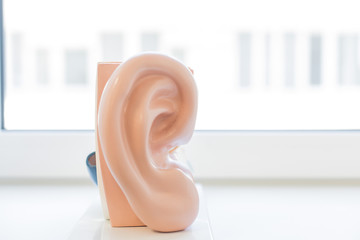 Modell von einem menschlichen Ohr vor neutralem Hintergrund