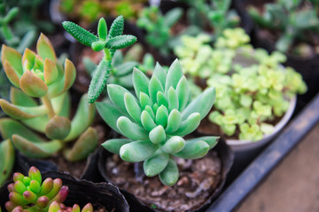Obraz premium Lovely succulent plants