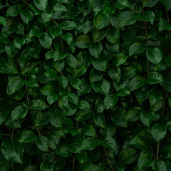 Backdrop of green leaves natural wall.