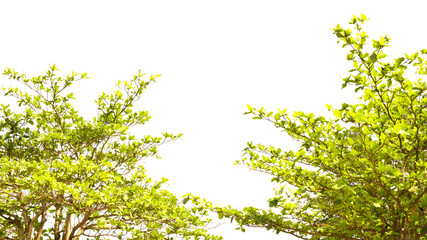 Green leaf background on white.