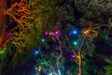 Botanic garden illuminated with artificial lights
