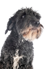 old griffon in studio