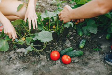 Woman works in a garden. Lady with a tomato and cucumbers