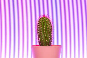Green cactus on violet led light background. Pop art minimalist design