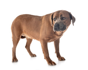 cane corso in studio