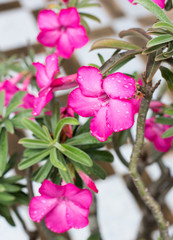 Beautiful pink Desert rose flower