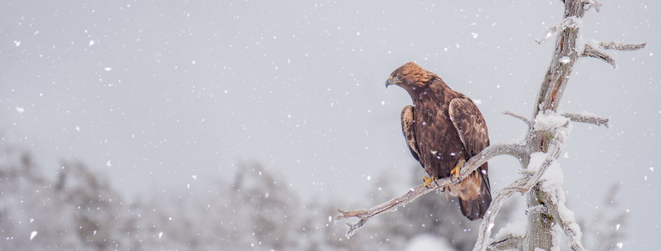Golden eagle sitting on a tree branch in snowfall on a cold winter day. Sized to fit for cover image on popular social media site