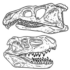 Carnivore dinosars skulls line hand drawn sketch image set. Archosaurus rossicus and Prestosuchus chiniquensi carnivorous dinosaur fossils illustration drawing © Olga