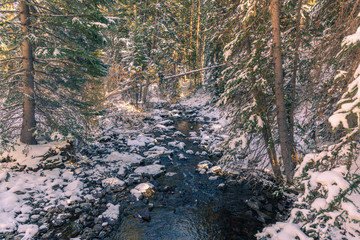 Fototapeta premium Winter Sun Shining through to River in Forest Near Aspen Colorado