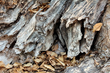 Broken unusually strange wooden texture on side of tall old tree trunk partially covered with fallen brown leaves in local public park background wallpaper