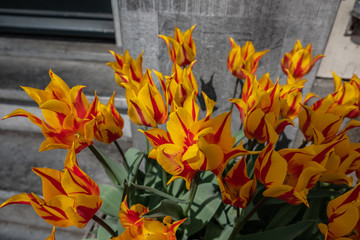 Amsterdam Flowers