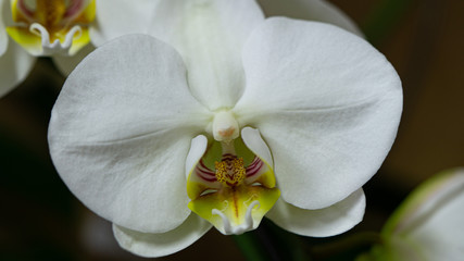 Fototapeta na wymiar White orchid macro photo. Close up 