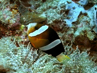 Naklejka na ściany i meble The amazing and mysterious underwater world of Indonesia, North Sulawesi, Manado, clownfish