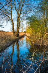 Obraz premium Reed beds reflected in waterway in warm evening light on Wicken Fen